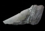Partial Fossil Megalodon Tooth - Serrated Blade #88645-1